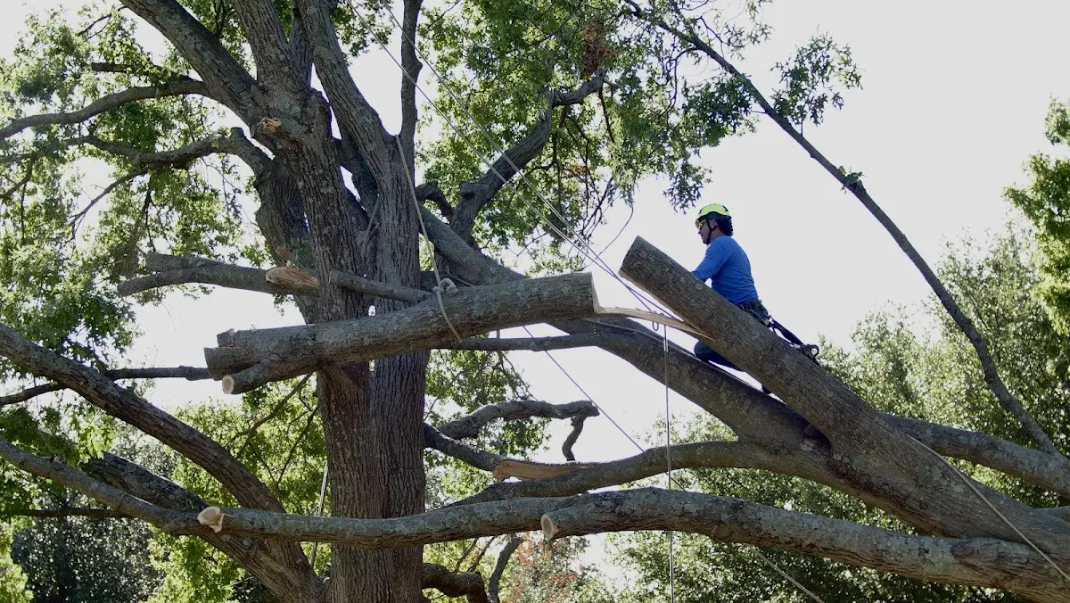 Professional Crown Thinning performed by certified arborists in Alledonia