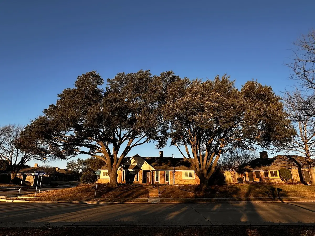 Established residential canopy tree shading a home in Alledonia